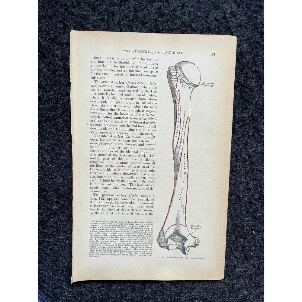Original 1913 Anatomy Pages of Human Body, Anatomy Physiology Textbook Gifts, T